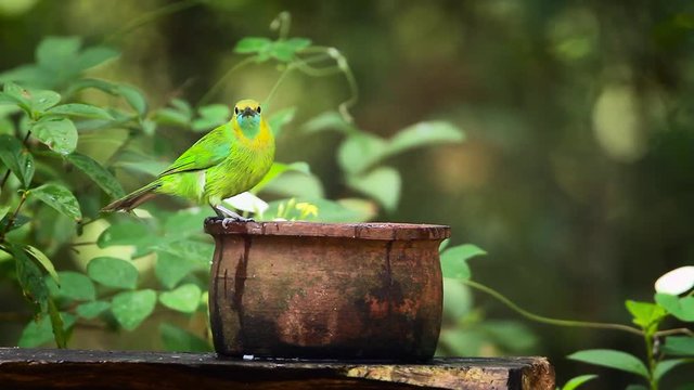 Jerdon's Leafbird bathing and grooming in Minneriya national park, Sri Lanka - specie Chloropsis jerdoni family of Irenidae