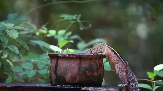 Cute Indian palm squirrel drinking in Sri Lanka - Specie Funambulus palmarum family of Sciuridae