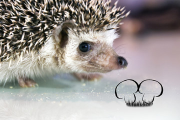 African hedgehog close up, macro