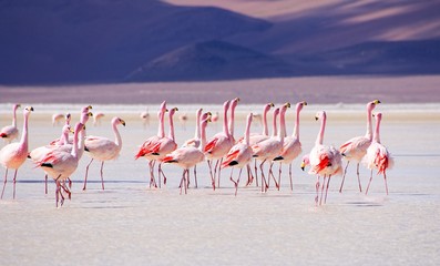 Flamingos in Salar de Ascotan - Atacama