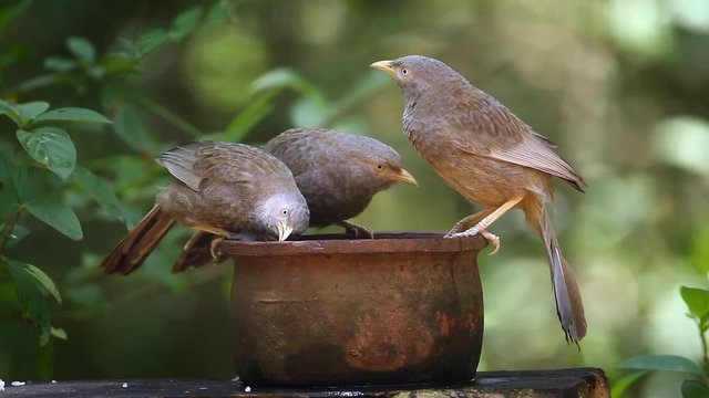 Three Yellow-billed Babbler bathing and preening in Minneriya national park, Sri Lanka - specie Turdoides affinis family of Leiothrichidae
