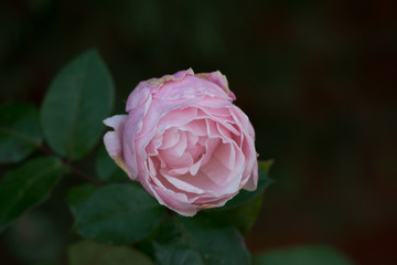 Rosa de Color Rosa de Invierno sobre fondo oscuro
