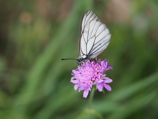 weißer Schmetterling auf Grasnelke