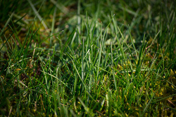 Grass macro