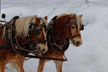 Pferdegespann im Winter