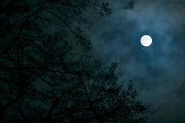 Fototapeta premium Full moon on cloudy skies. In foreground are out of focus leafless branches