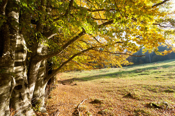 Trees in autumn season background. Autumn lansdscape