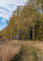 forest in autumn