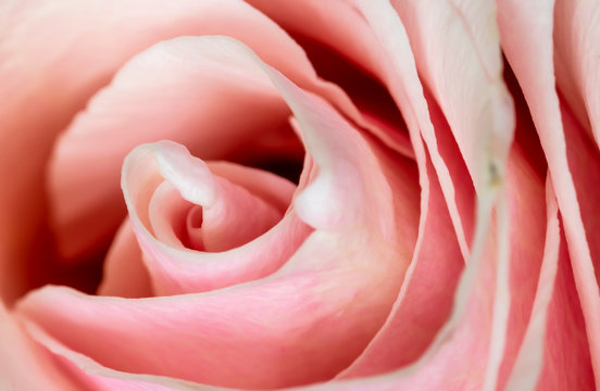 Close up of a rose flower