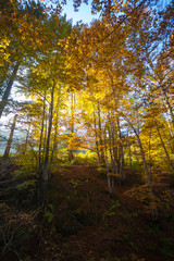 Trees in autumn season background. Autumn lansdscape
