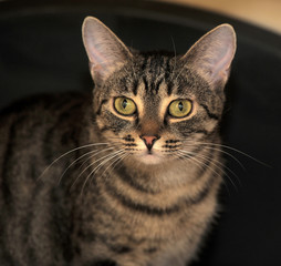 Fototapeta premium portrait of a young striped european shorthair cat