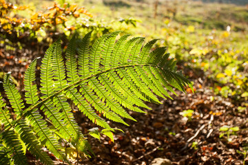 Fern leaf close up, autumn background