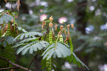 Mimosa Tree