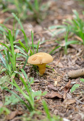 Wild Mushroom