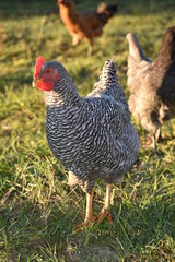 close up of a backyard chicken