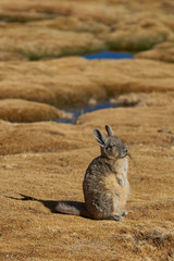 Mountain Viscacha (Lagidium viscasia) resting in a wetland area of Lauca National Park in northern Chile.