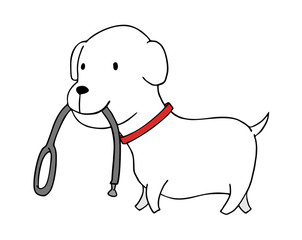 small dog walking with belt in his outh