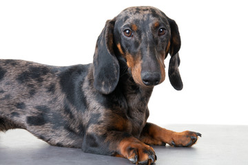 Studio shot of an adorable Dachshund lying on white background