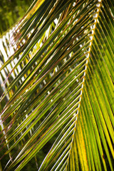 fan of a palm plant