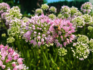 Obraz premium flowers in the garden