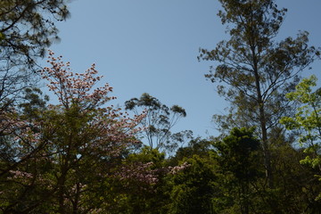 Trees and flowers 