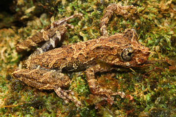 Cammo frog