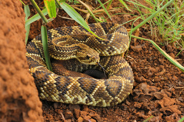 Rattlesnake in Brazil
