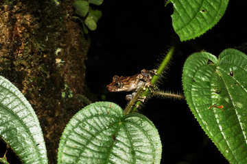 Cammo frog on leaf