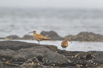 Two whimbrels on rocks by the sea