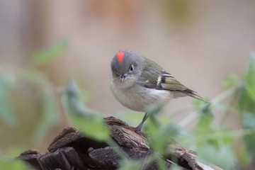 Ruby-crowned Kinglet showing red patch