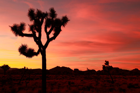 Desert sunset with Joshua Tree silhouette