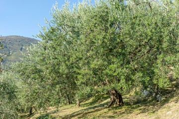 Grove with old olive trees in Italy 