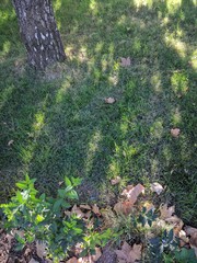autumn leaves and green grass sunlight