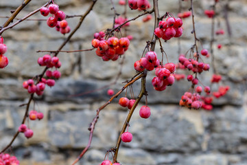 winter cherry fruit on branches