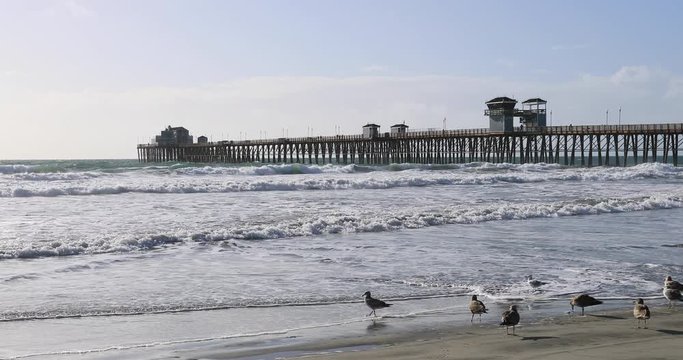 Oceanside California Pier seagulls on sandy beach. Pier originally built in 1888, destroyed by storms and current one is one of longest wooden piers on west coast at 1,942 feet long. 
