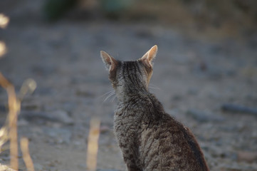 Kater von hinten mit aufgestellten Ohren