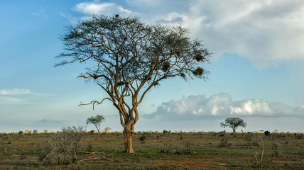 Obraz premium Baum in der afrikanischen Savanne
