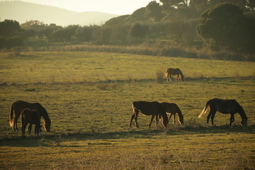 Horses