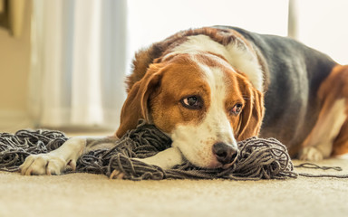 A Beagle dog laying down in a mess of tangled yarn.  Beagle dog laying down in a mess of tangled yarn.