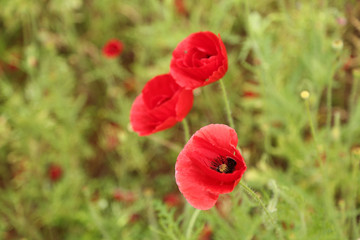 red poppies in a field