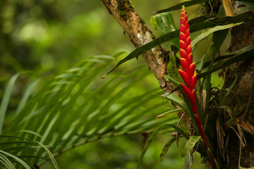 Bromeliad in rainforest
