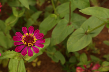 pink flower in the garden