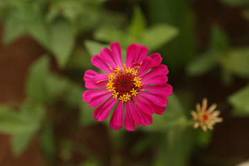 pink flower in garden