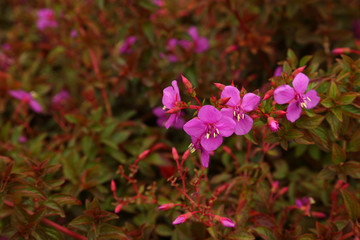 flowers in garden