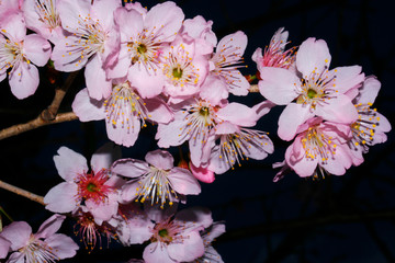 Sakura pink flowers on a background