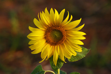 sunflower in the field