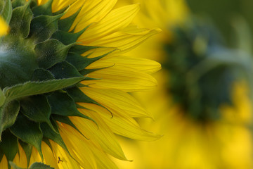 closeup of sunflower