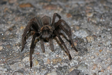 Desert Tarantula