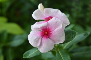 Naklejka premium Nature is a beautiful thing