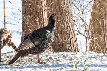 Eastern Wild Turkey (Meleagris gallopavo silvestris) hen in a wooded yard.